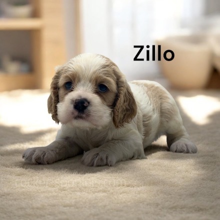 puppy, for, sale, Cocker Spaniel, Joe & Cherri  Overlease, dog, breeder, Miller, MO, dog-breeder, puppy-for-sale, forsale, nearby, find, puppyfind, locator, puppylocator, aca